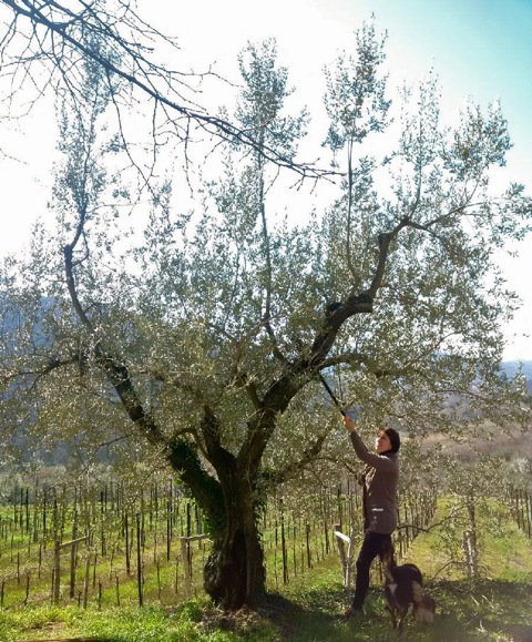 2016.03.16 KARMEN CAMPIONESSA POTATURA OLIVO TRIVENETO