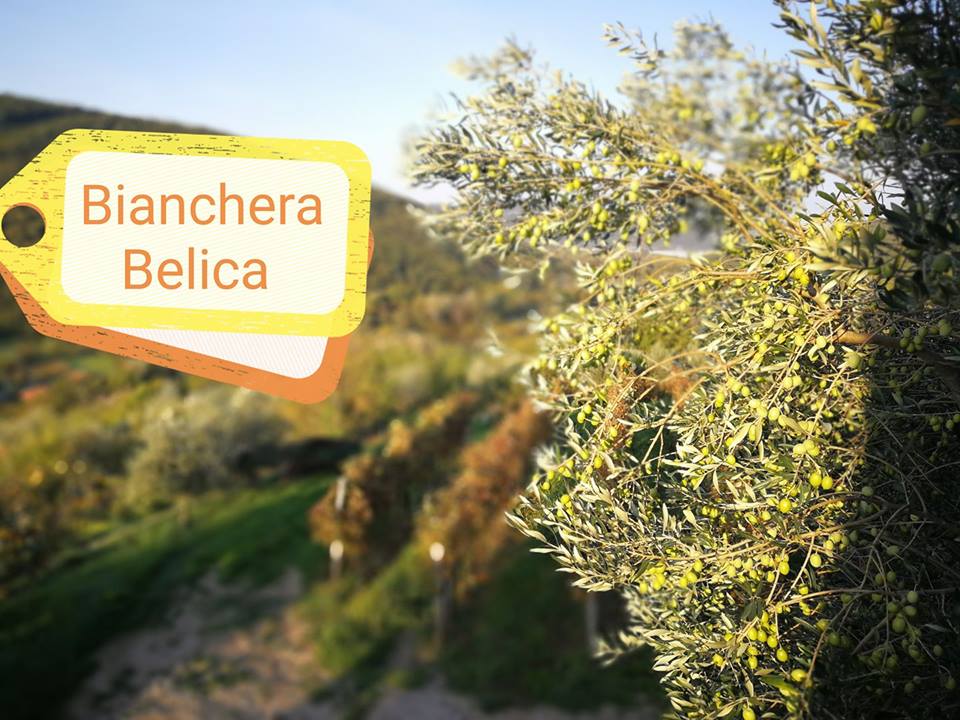 BIANCHERA 2017 Parovel campagna olearia trieste