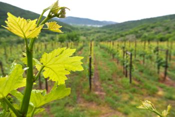 Barde Caresana Makolje Rio Ospo Trieste Parovel Vitigni Vini