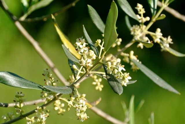 FIORI OLIVO bianchera parovel