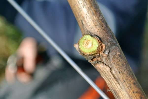 Potatura vite Euro Parovel vini Barde