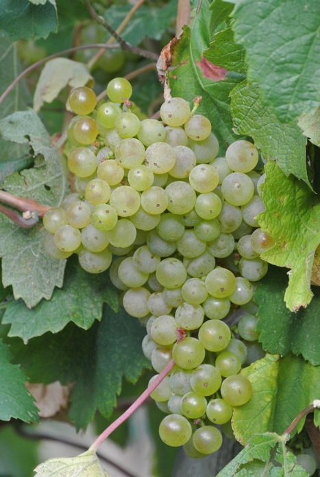 Vendemmia vini bianchi parovel malvasia vitovska trieste