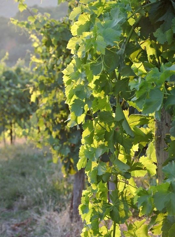 Vigne Parovel manutenzione