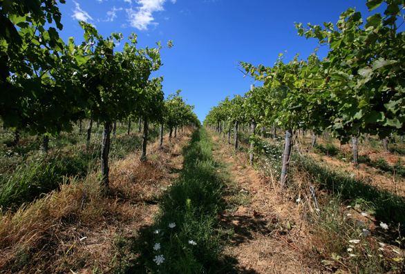 Vigneti Val Rosandra Carso Vino Trieste