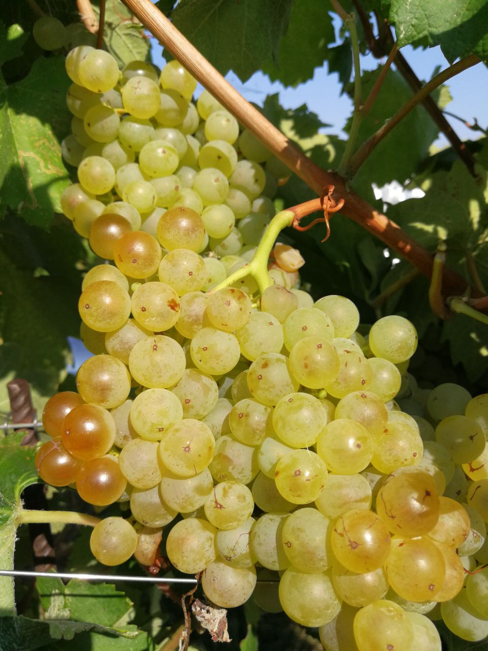 Vitovska Parovel vendemmia 2018 trieste carso val rosandra