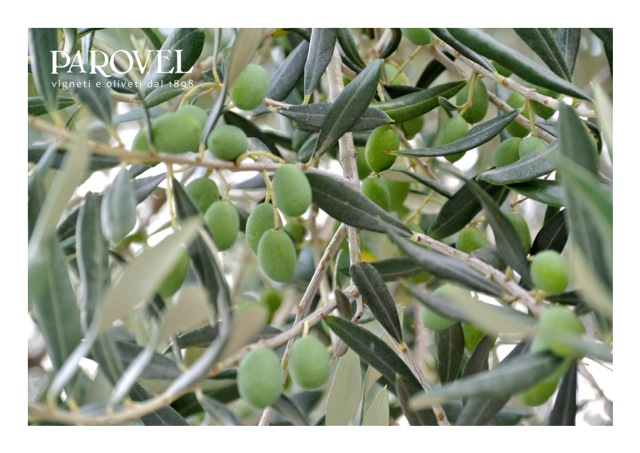 bianchera oliva trieste parovel