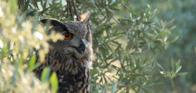 biodiversita oliveto parovel