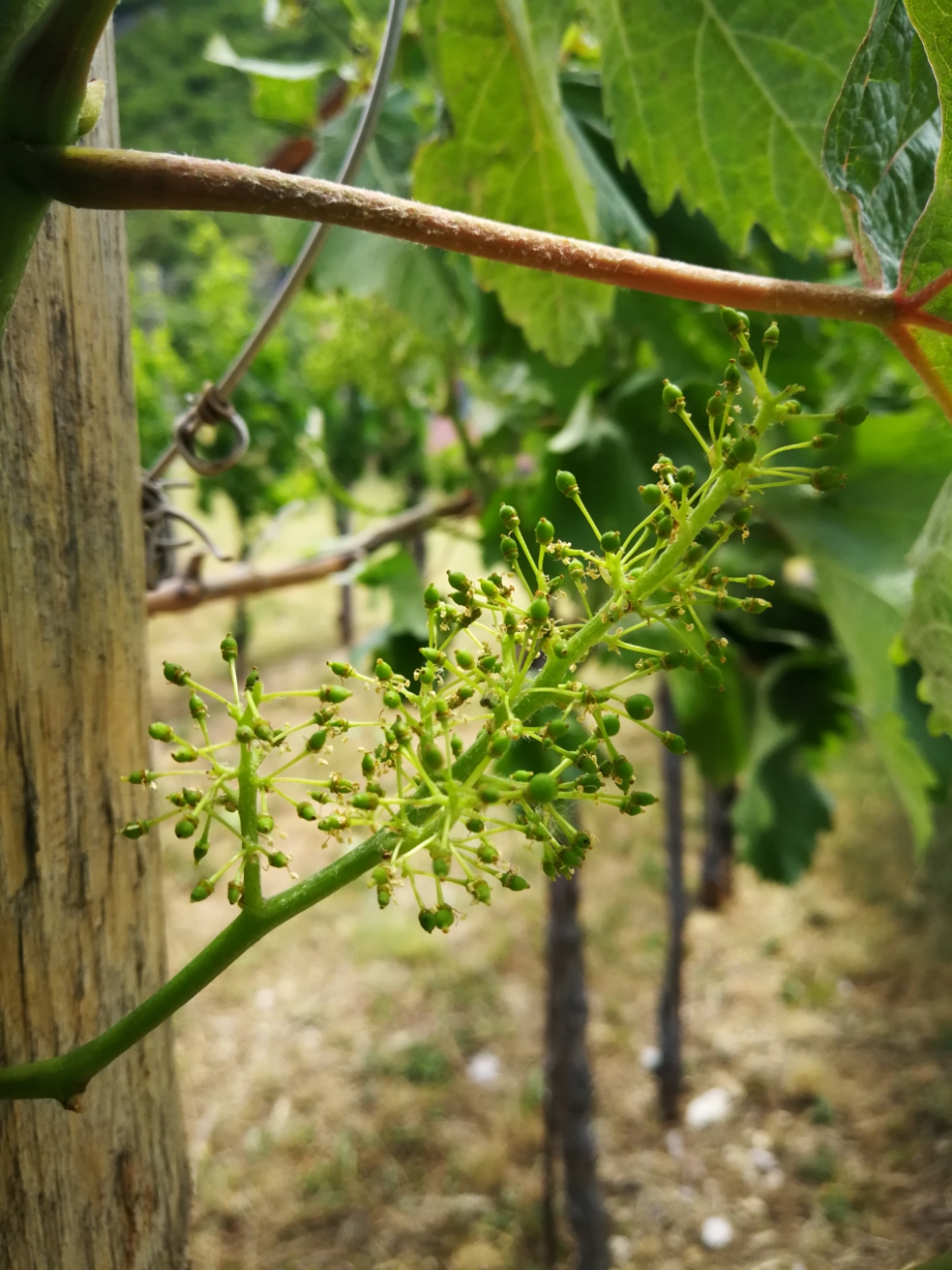 infiorescenza malvasia parovel cutout