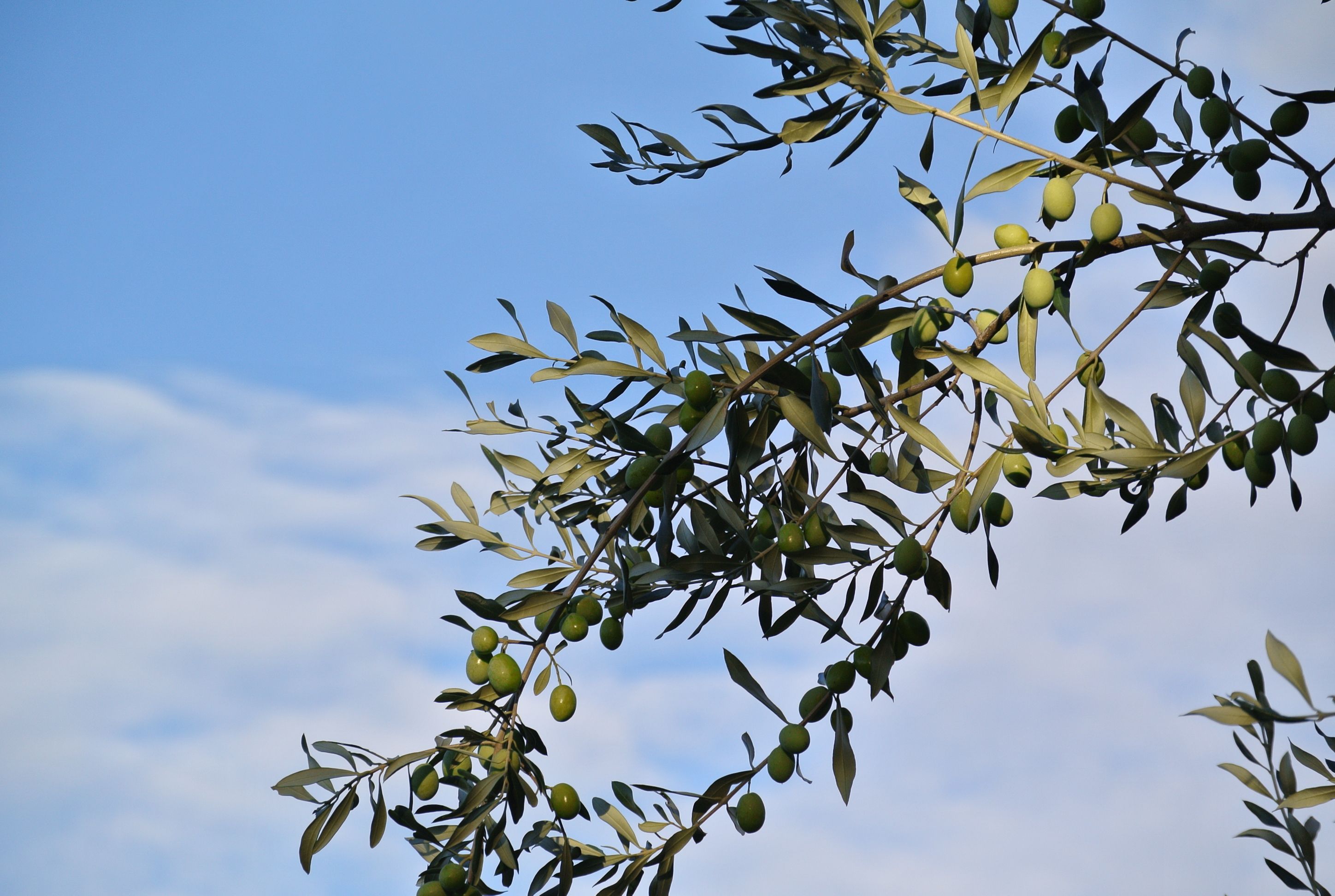 luce del mattino olive trieste
