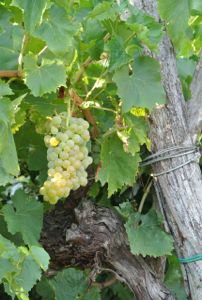 malvasia istriana maturazione carso parovel