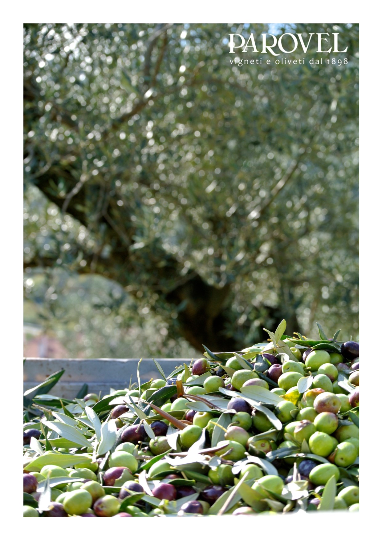 olive bianchera 2016 parovel