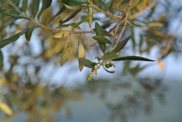 olive bianchera parovel extravergine trieste