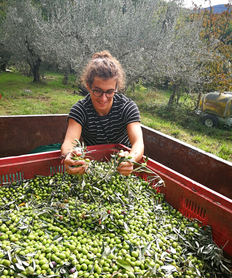 olive bianchera trieste parovel
