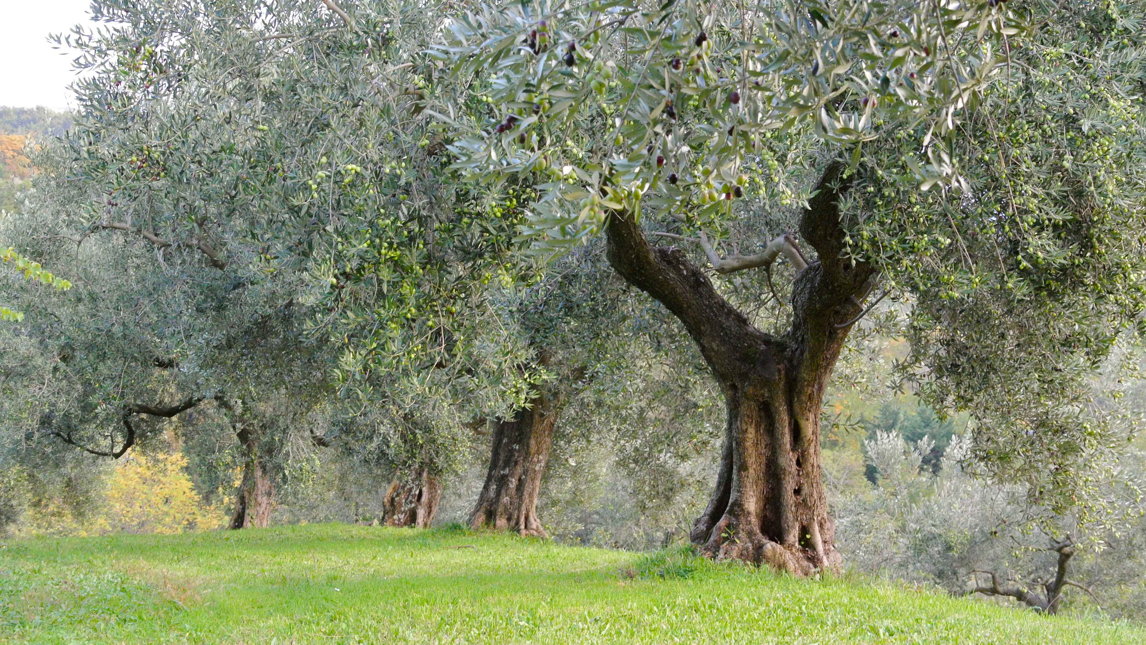 oliveto olivo secolare trieste parovel carso 2