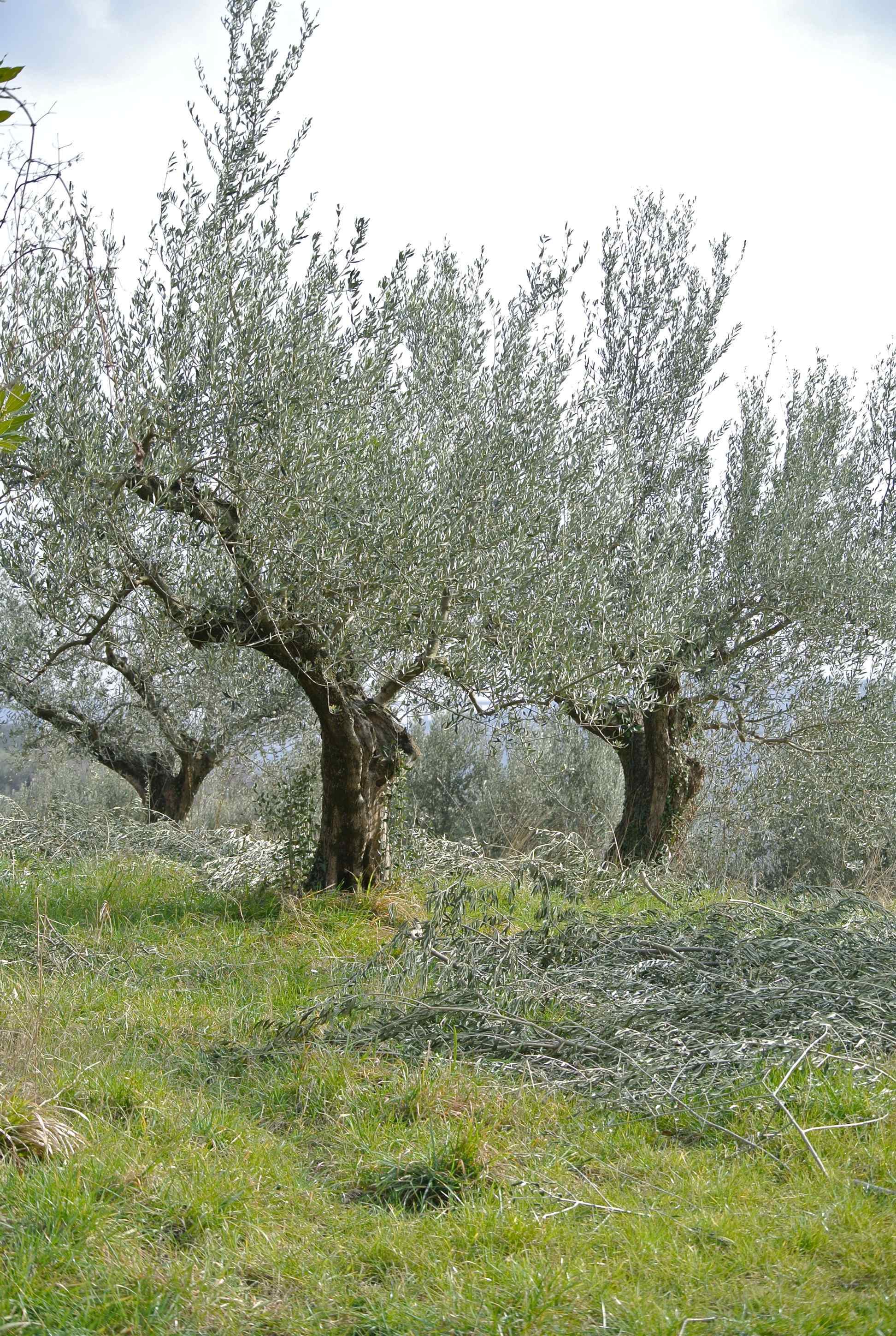 potature oliveti trieste parovel 