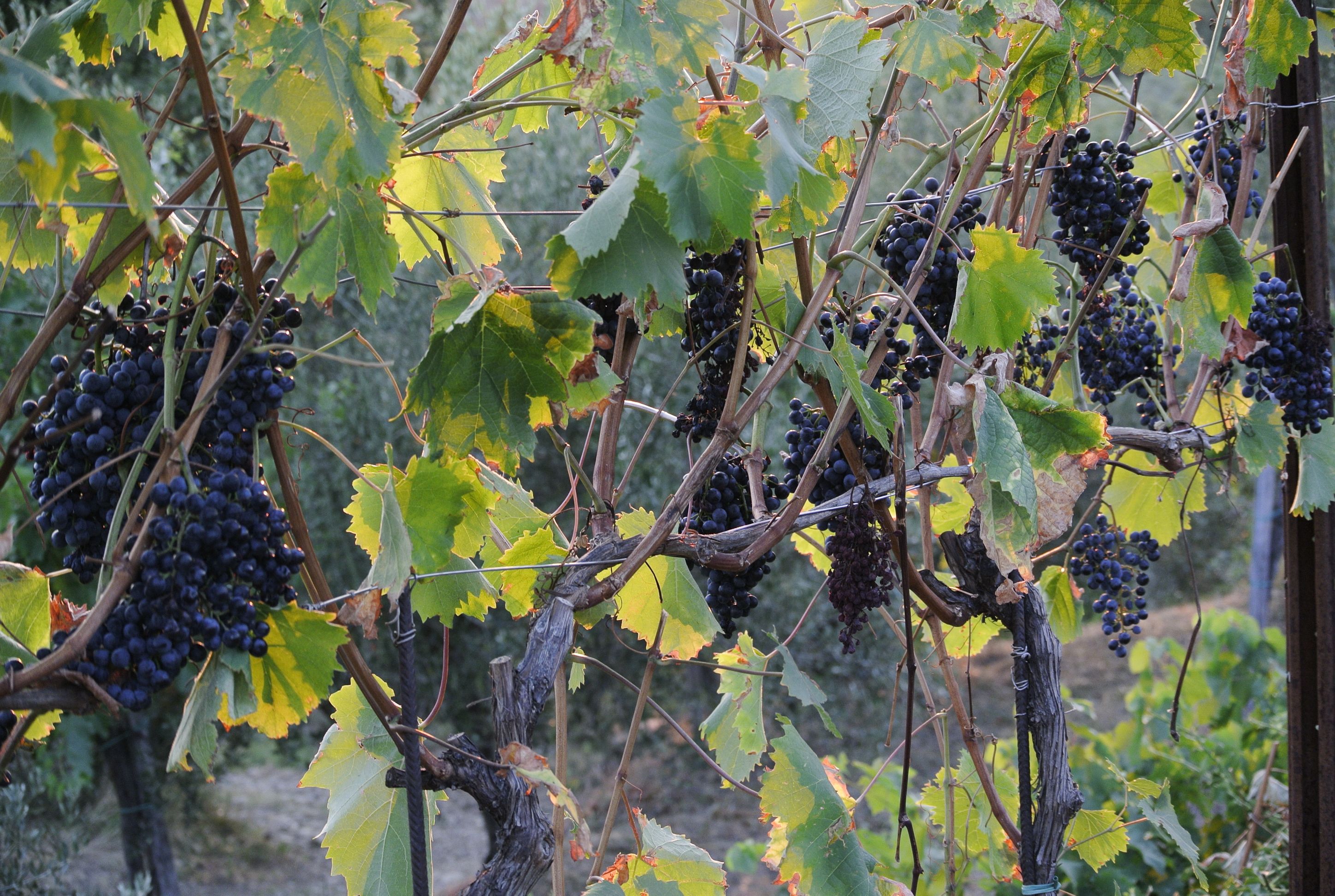 refosco parovel caresana