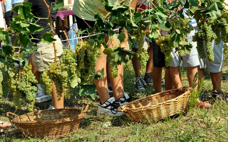 vendemmia bambini trieste