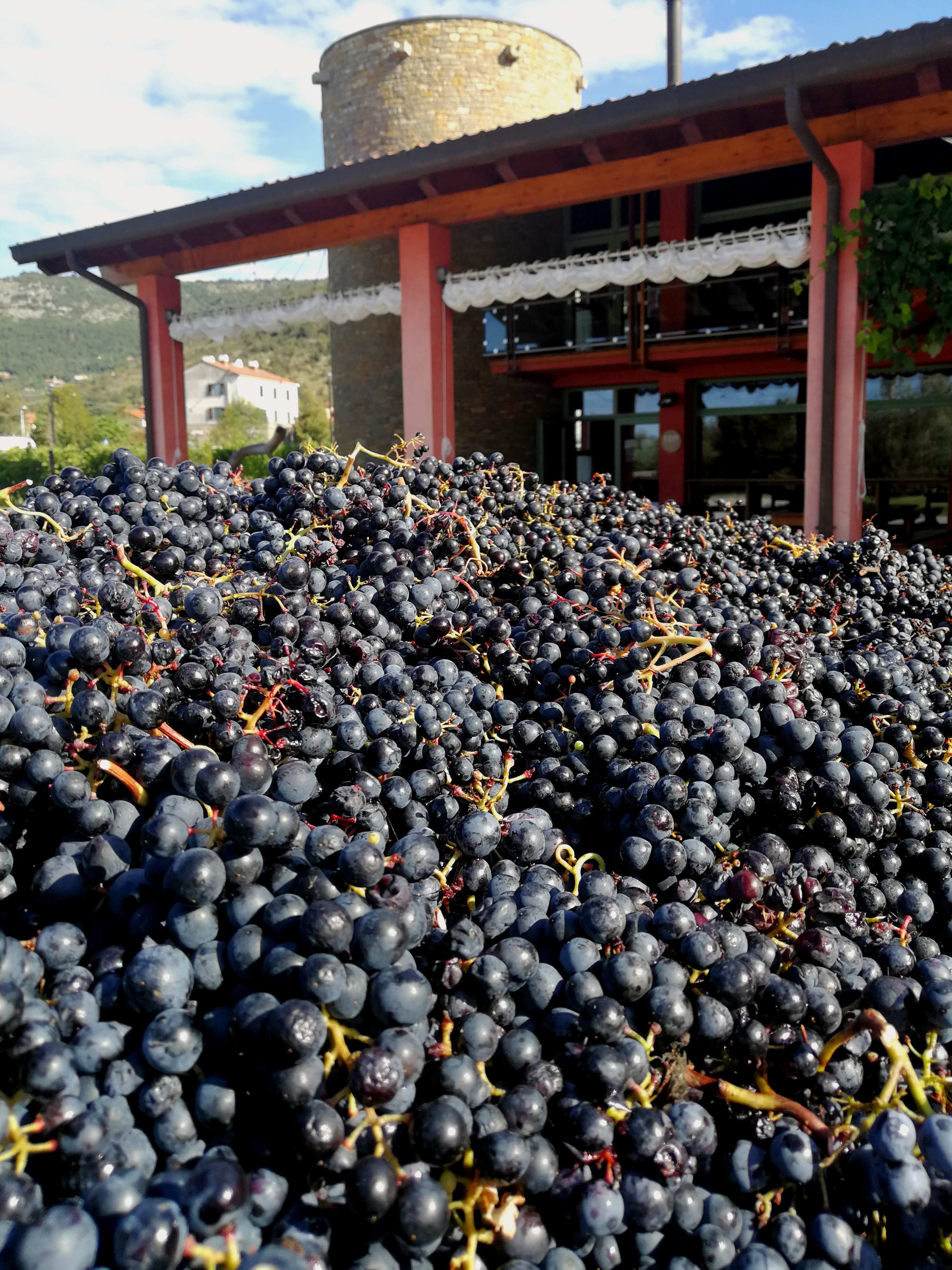 vendemmia 2019 trieste parovel