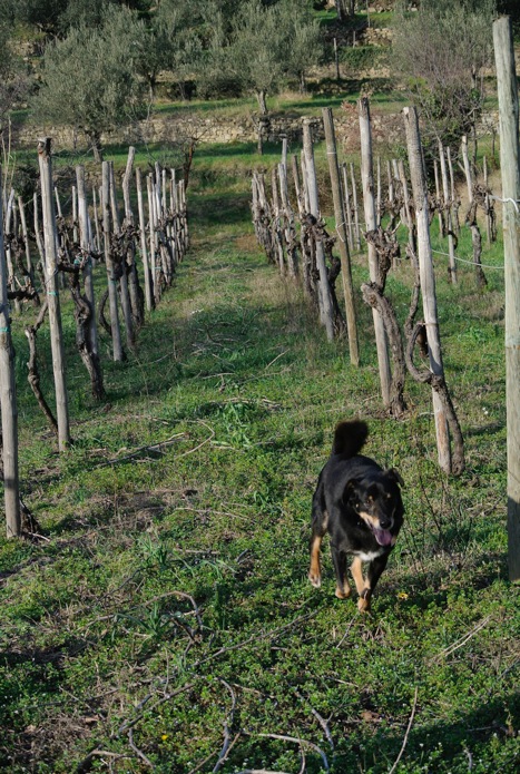 vigneto malvasia istriana trieste parovel